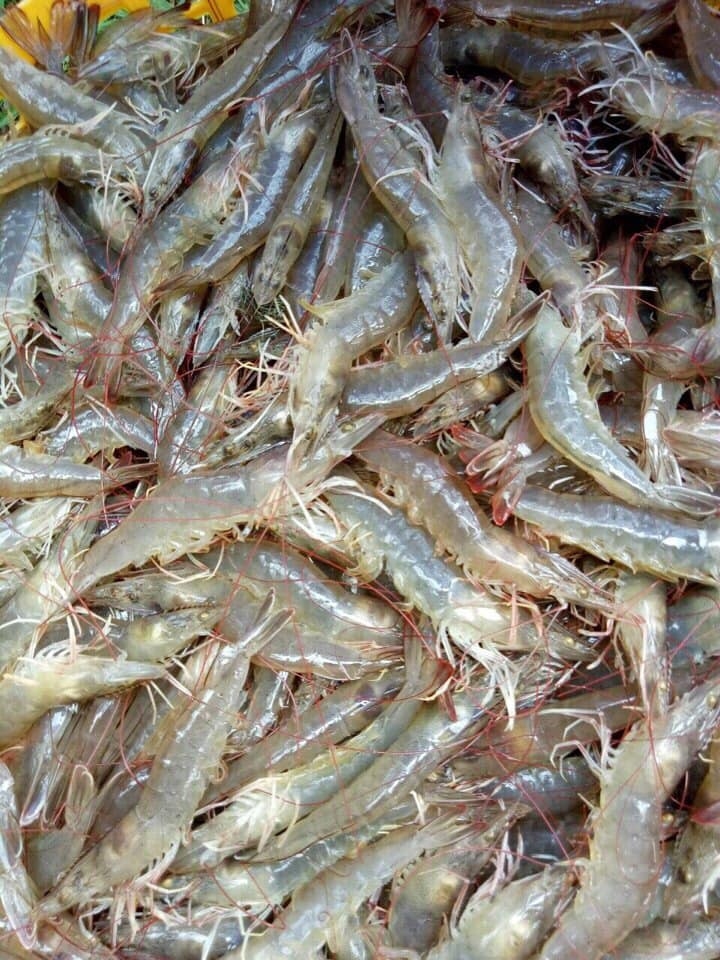 Prices of Vannamei shrimp in Mekong are going down