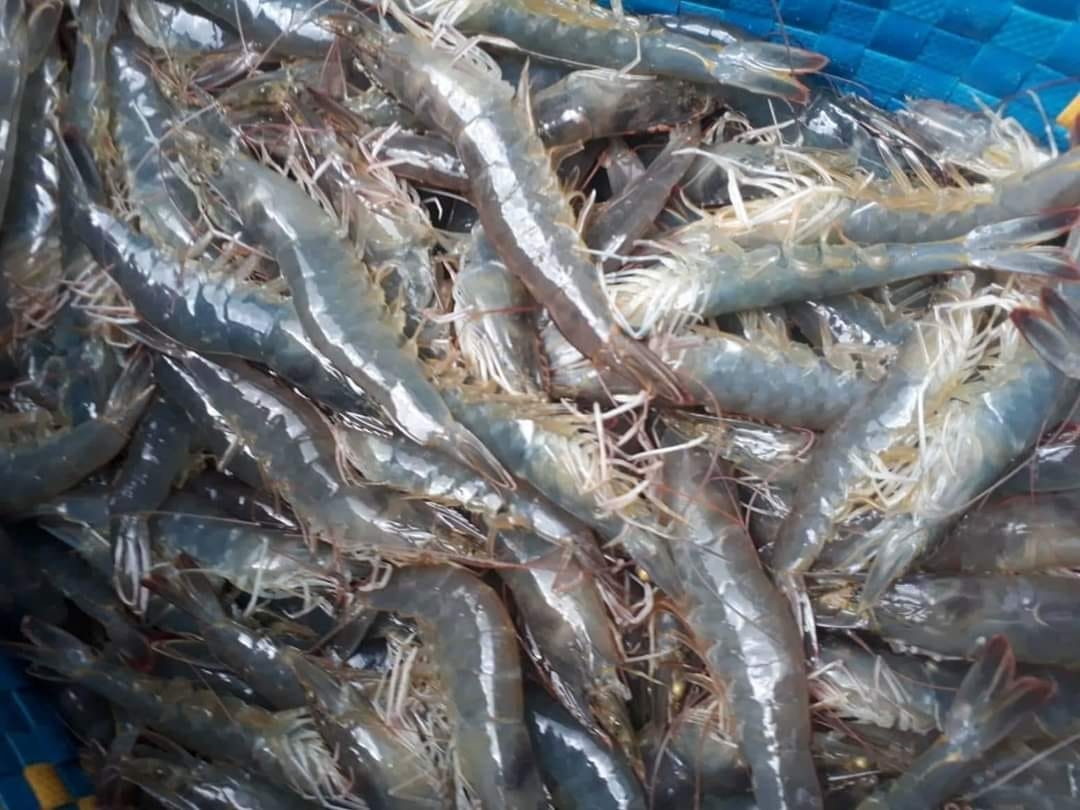 Update the shrimp situation in Mekong on Mar 26, 2020