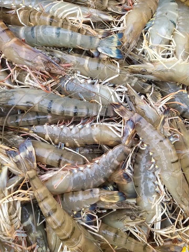 SHRIMP RAW MATERIAL PRICES ON APR 07, 2020 IN MEKONG DELTA