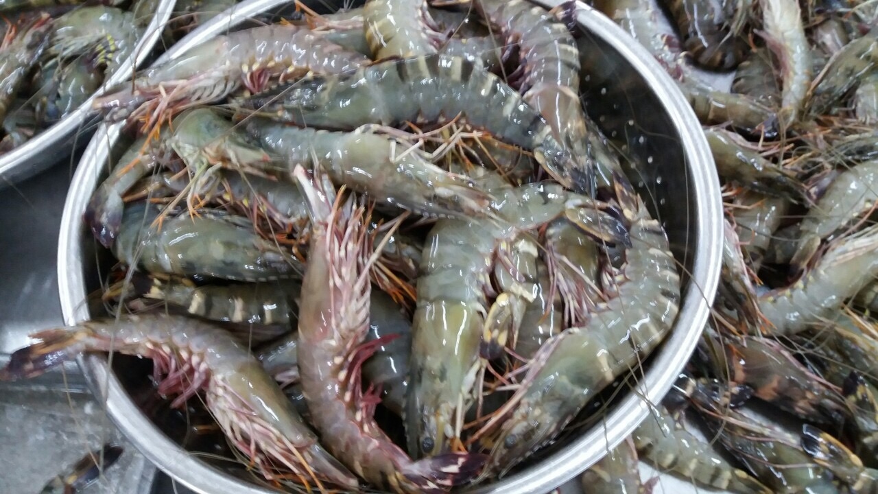 Shrimp situation in Mekong delta on Mar 18, 2020