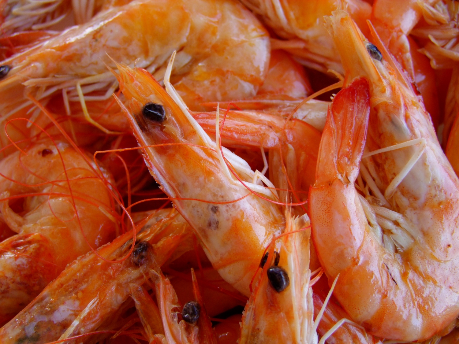 Market report: farmed shrimp stayed stable in Asia, increased production in Latin America