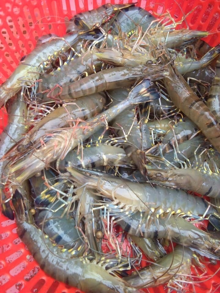 Shrimp raw material prices on Apr 04, 2020 in Mekong delta