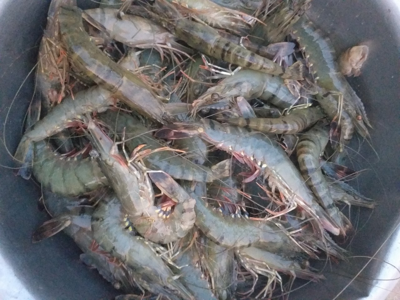 SHRIMP RAW MATERIAL PRICES ON APR 11, 2020 IN MEKONG DELTA