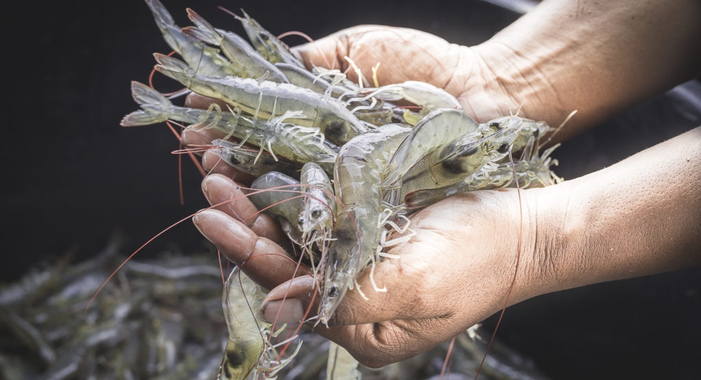 US shrimp imports continued surge three months into pandemic, NOAA data shows