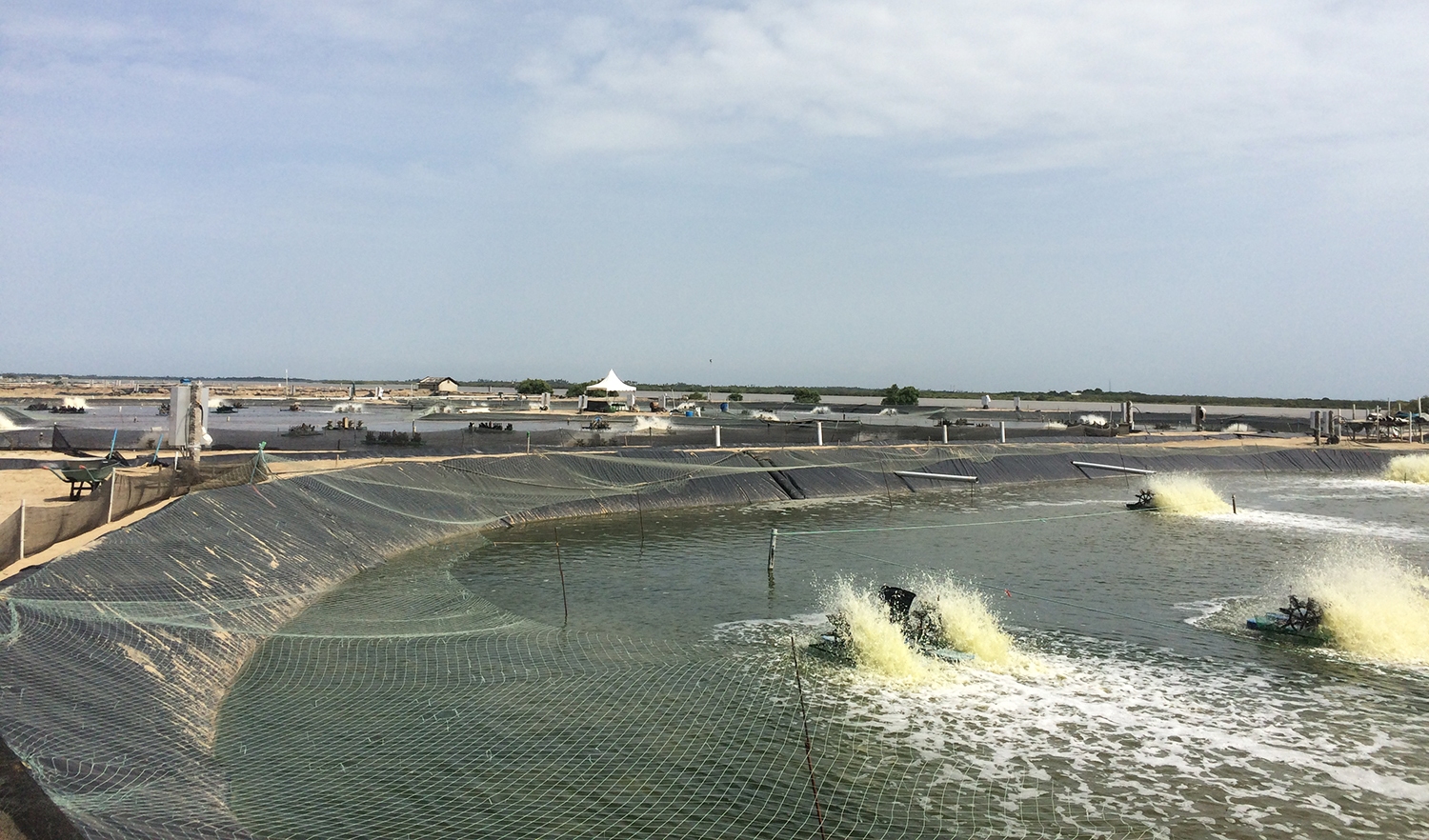 India’s shrimp industry adapts to COVID-19 restrictions