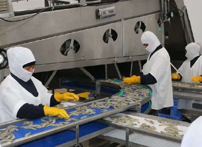 Ecuador reports severe shrimp export slump