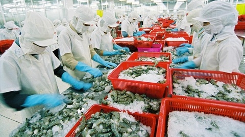 Doanh nghiệp ngành tôm ở Đồng bằng sông Cửu Long: Thiếu hụt lao động và khan hiếm nguồn hàng