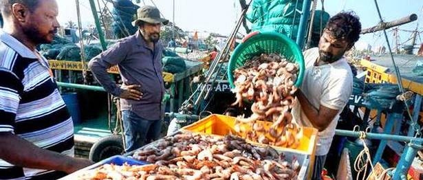 India’s shrimp exports drop 23% in July on lower supply