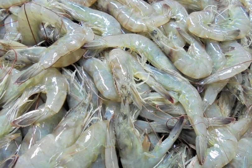 Decline in shrimp exports to China makes shrimps cheaper in India for domestic market