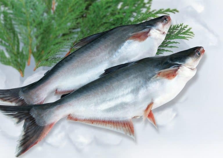 Selling prices of pangasius raw material fall below farming cost