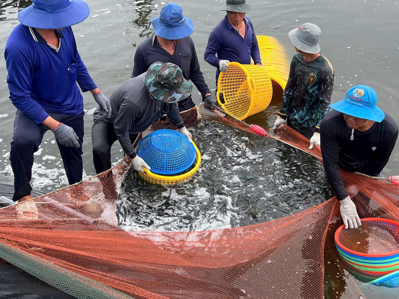 DỰ BÁO: GIÁ TÔM NGUYÊN LIỆU CÓ THỂ TĂNG MẠNH ĐẦU NĂM 2026