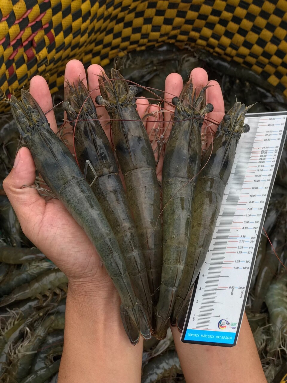 SHRIMP RAW MATERIAL PRICES ON FEBRUARY 28, 2021 IN MEKONG DELTA