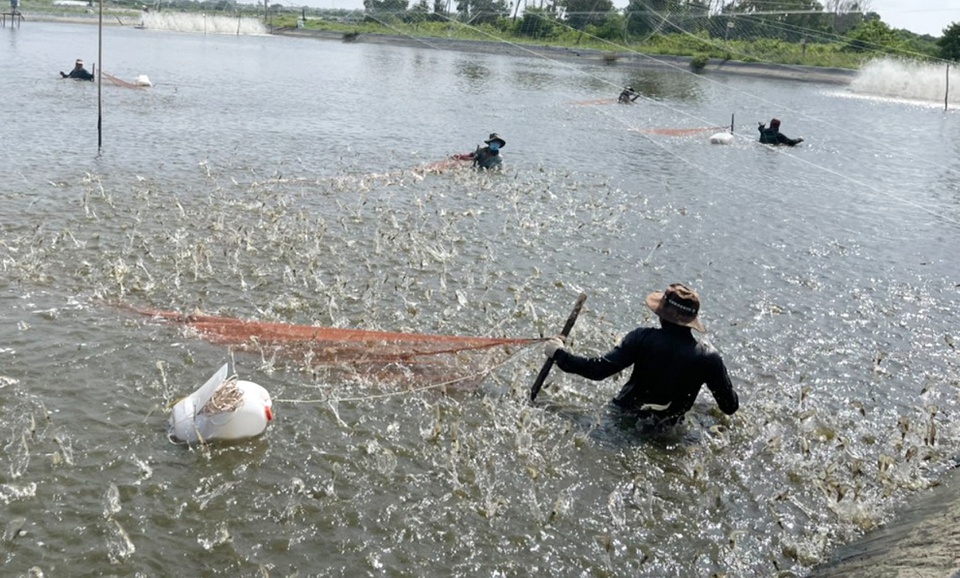 The price of white-leg shrimp in Mekong Delta continues to increase sharply
