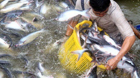 Because of Covid-19, the farm-gate price of pangasius may fluctuate in the near future