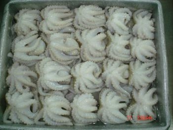 Hàn Quốc: 81% bạch tuộc cỡ nhỏ đông lạnh được nhập khẩu từ Việt Nam