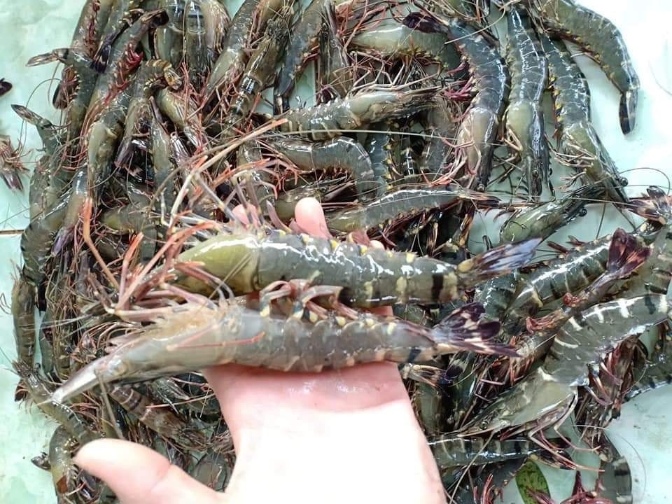 BUYING PRICES OF SHRIMP RAW MATERIAL OF STAPIMEX FACTORY ON NOV 29, 2019