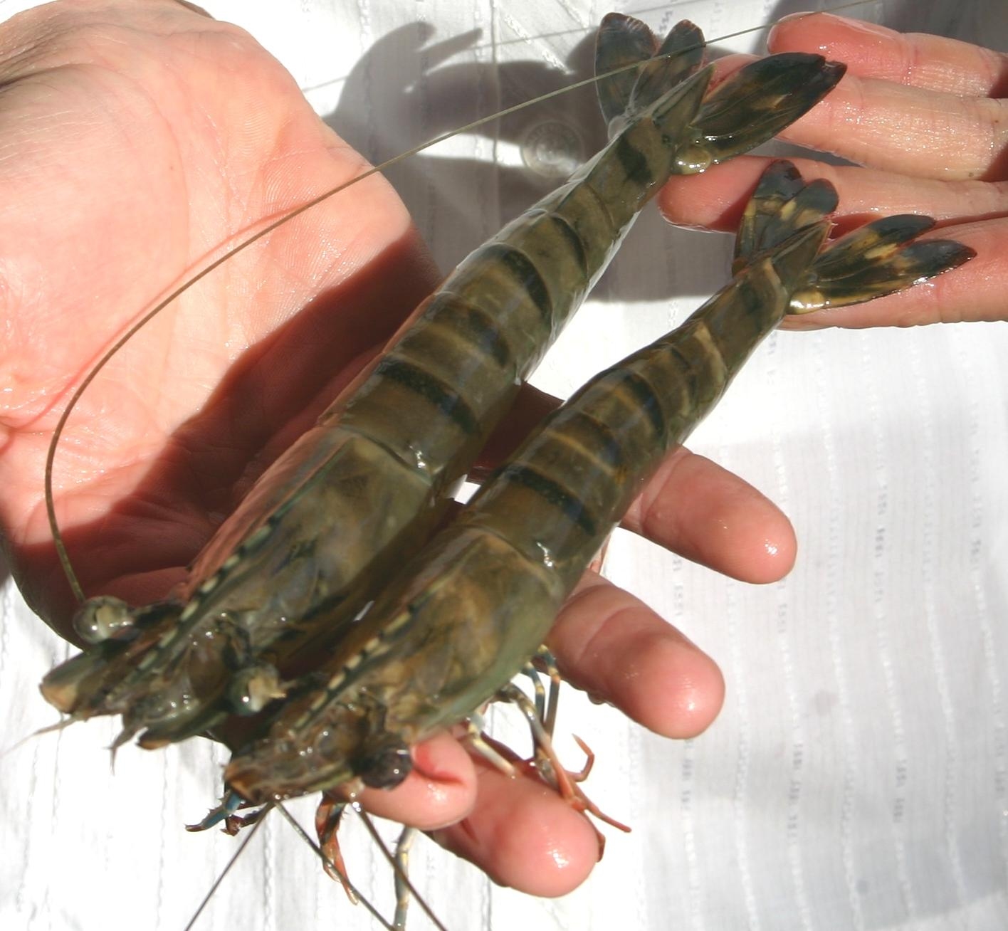 Bullish GOAL forecast has 2020 shrimp production passing 5m metric tons