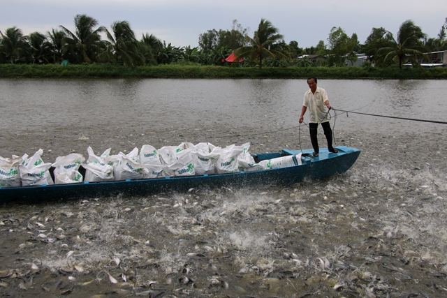 Pangasius farmers in the Mekong Delta have heavy losses