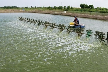 Ca Mau will become the seafood processing hub