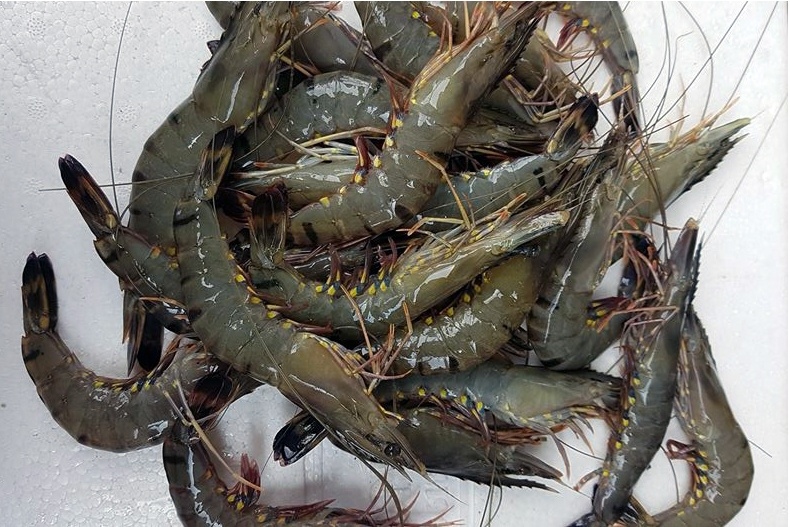 Shrimp raw material prices on Dec 17, 2019 in Mekong Delta