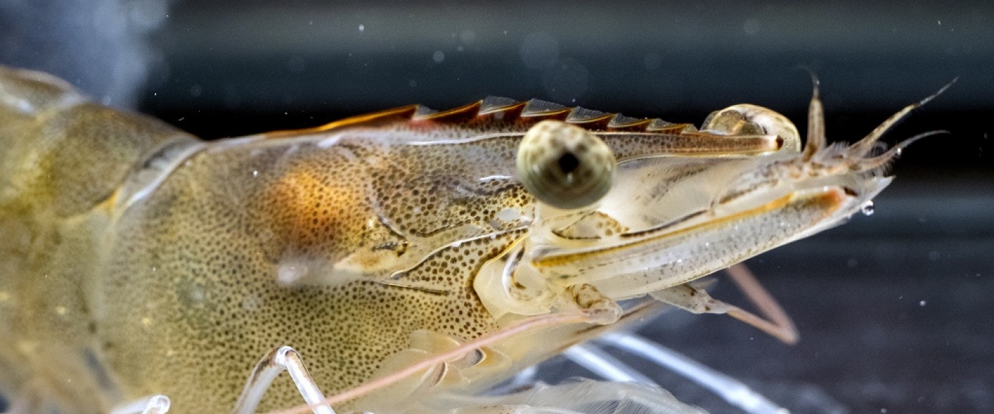 Benchmark Genetics is using DNA tools to produce resistant shrimps