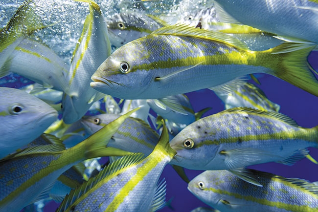 10 reasons to be cheerful about aquaculture in 2021