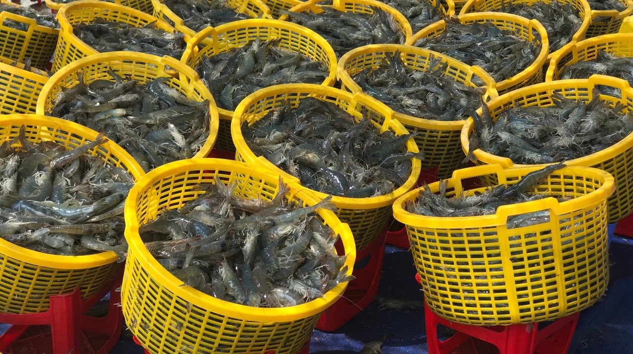 Shrimp price trend in Viet Nam in weeks 25 & 26, 2021