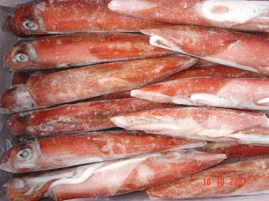 WHOLE ROUND RED SQUID FROZEN ON BOARD